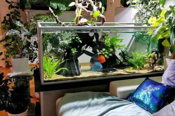 Aquarium room design ideas