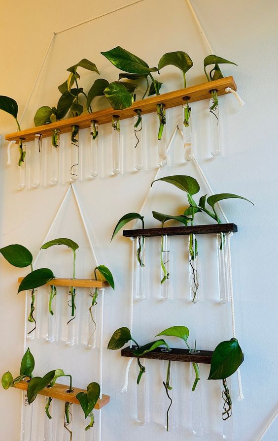 plant Propagation Wall Display